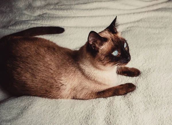 Siamese Kat Achtergrond Van Een Warme Zachte Plaid — Stockfoto