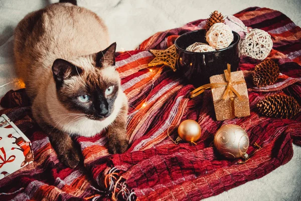 Sıcak ve yumuşak bir ekosenin arka planında Noel süslemeleri olan siyam kedisi