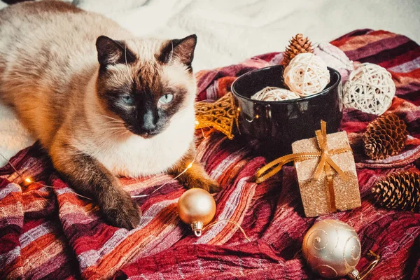 Siamese Kat Achtergrond Van Een Warme Zachte Plaid Met Kerstversiering — Stockfoto