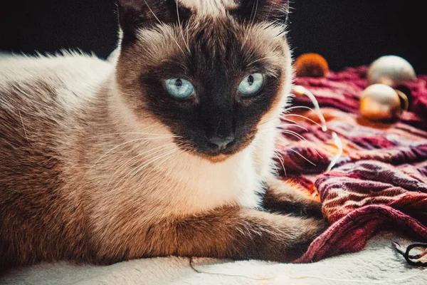 Gatto Siamese Sullo Sfondo Caldo Morbido Plaid Con Decorazioni Natalizie — Foto Stock