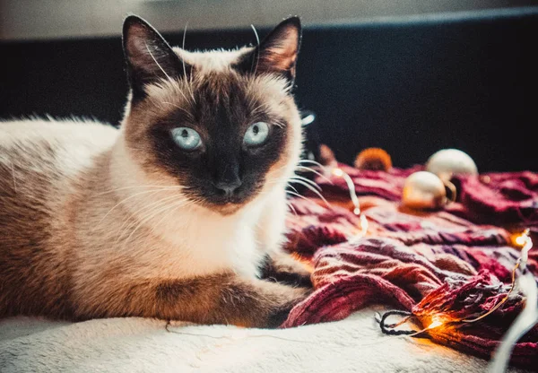 Gato Siamês Fundo Uma Xadrez Quente Macio Com Decorações Natal — Fotografia de Stock