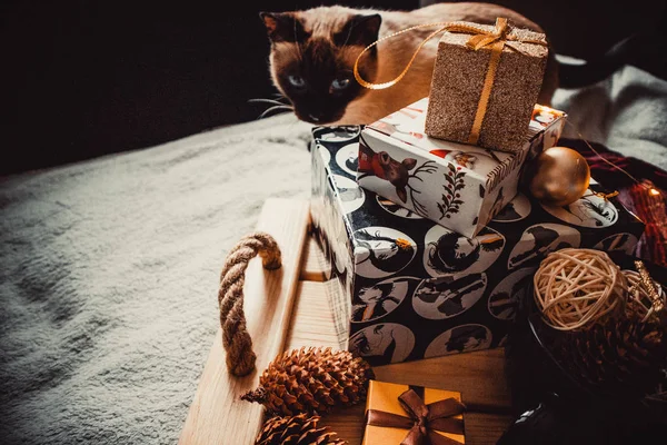 Birçok hediyenin arka planında Siyam kedisi