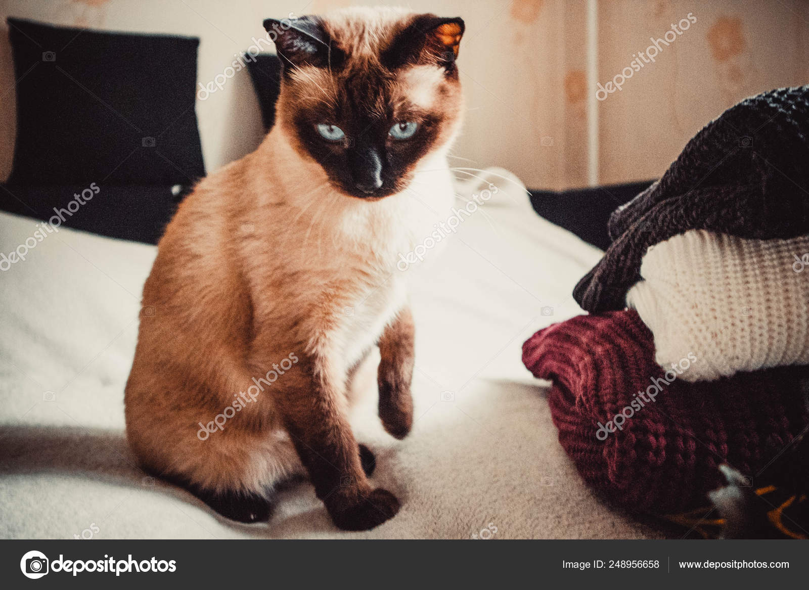Cat Sweaters Soft Background \u2014 Stock Photo © sysoniuk.irina
