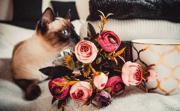Cup of coffee, flowers,cat and sweaters on soft background