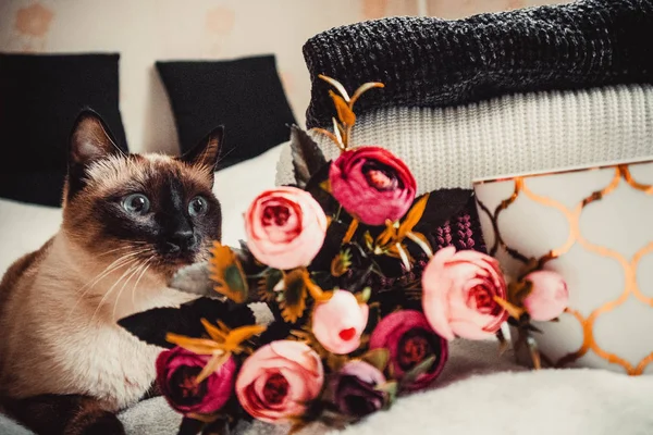 Kopje Koffie Bloemen Siamese Kat Truien Achtergrond Van Zachte Plaid — Stockfoto