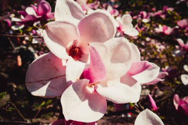 Şehir merkezinde güzel pembe çiçek manolyası. Kiev 'deki güzel park.