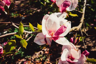 Şehir merkezinde güzel pembe çiçek manolyası. Kiev 'deki güzel park.