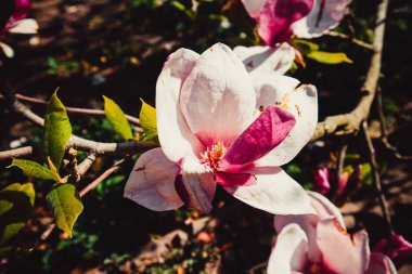 Şehir merkezinde güzel pembe çiçekler. Kiev 'deki güzel park.