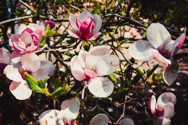 Şehir merkezinde güzel pembe çiçek manolyası. Kiev 'deki güzel park.