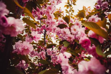 Şehir merkezinde güzel pembe çiçekler. Kiev 'deki güzel park.