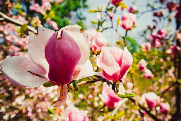 Mooie Roze Bloemen Magnolia Het Centrum Van Stad Prachtig Park — Stockfoto