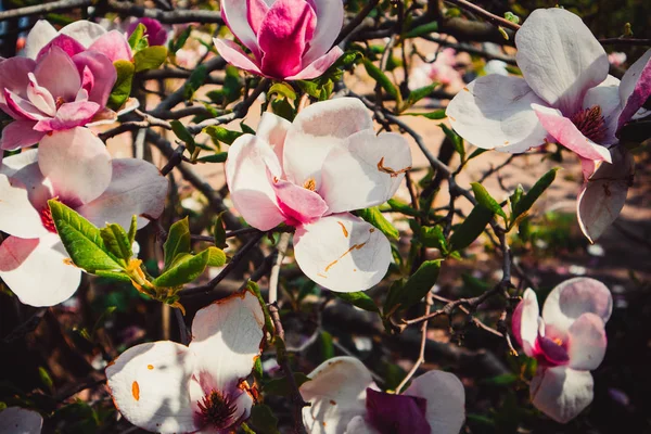 Şehir merkezinde güzel pembe çiçekler. Kiev 'deki güzel park.