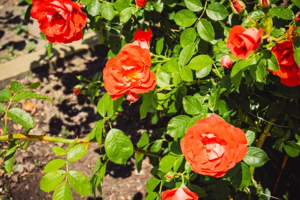 Şehir merkezinde güzel kırmızı çiçekler. Güzel güller.