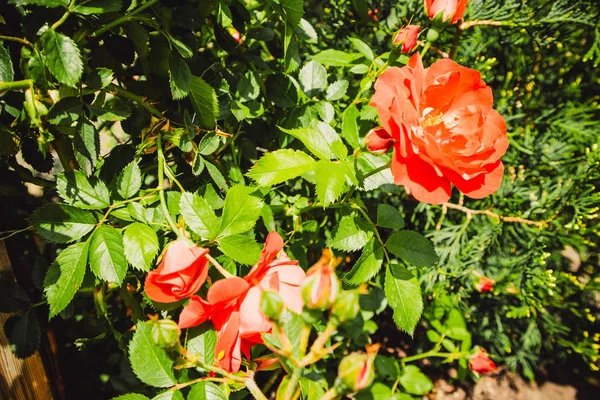 Şehir merkezinde güzel kırmızı çiçekler. Güzel güller.