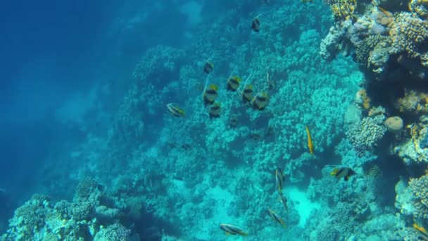 Onderwater Uitzicht Een Heniochus Vis Rode Zee — Stockvideo