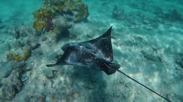 Unterwasserblick Eines Stachelrochenfisches Roten Meer — Stockvideo