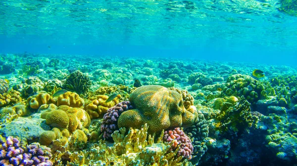 Vista Del Arrecife Coral Mar Rojo — Foto de Stock