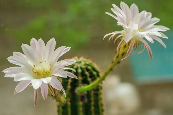 Deux fleurs par cactus — Photo