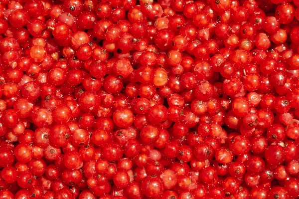 Bayas de grosella roja — Foto de Stock