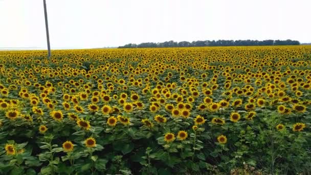 Vista Campo Muy Grande Girasoles — Vídeo de stock