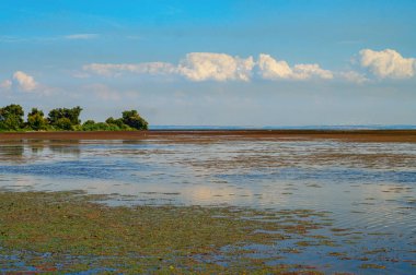 Nehir su bitkileri ile