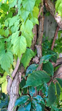 Birbirine dolanmış yeşil yapraklar ve kahverengi sarmaşıklar..