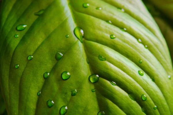 Leaf Water Drops — Stock Photo, Image