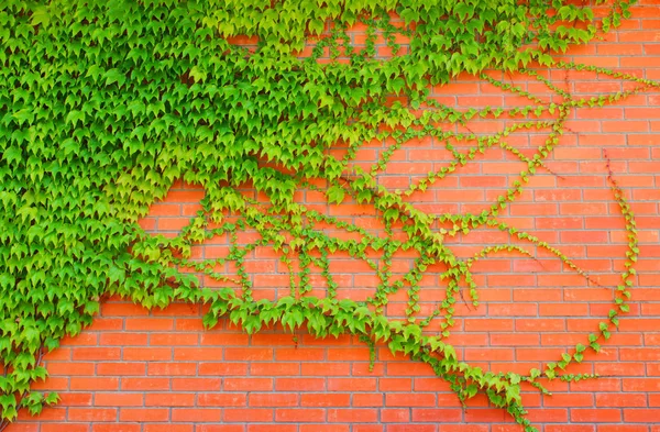 Pared Ladrillo Con Hojas Verdes — Foto de Stock