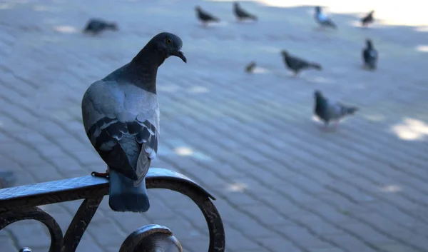 Pigeon Est Assis Sur Bord Banc Image En Vente