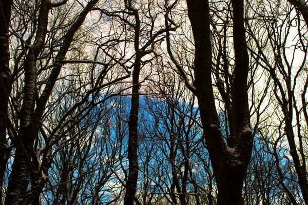 Obloze Přes Zimu Stromy — Stock fotografie