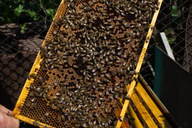 Çerçevesinde bal olan arılar