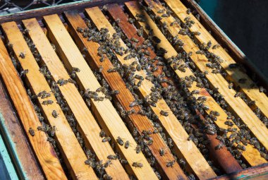 Çerçevesinde bal olan arılar