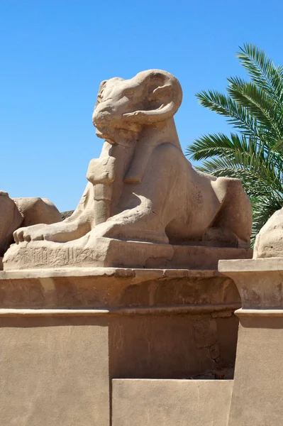 Antik Mısır Sfenks Tanrı Luxor Karnak Tapınağı içinde
