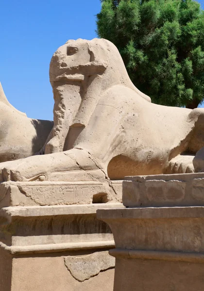 卢克索的卡纳克神庙古埃及狮身人面像神 — 图库照片
