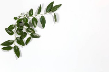 Yeşil tarih ağacı köşedeki beyaz arka plan üzerinde bırakır