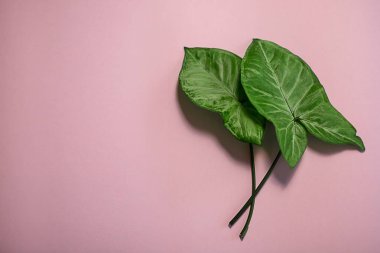 bir houseplant iki yeşil güzel yaprakları