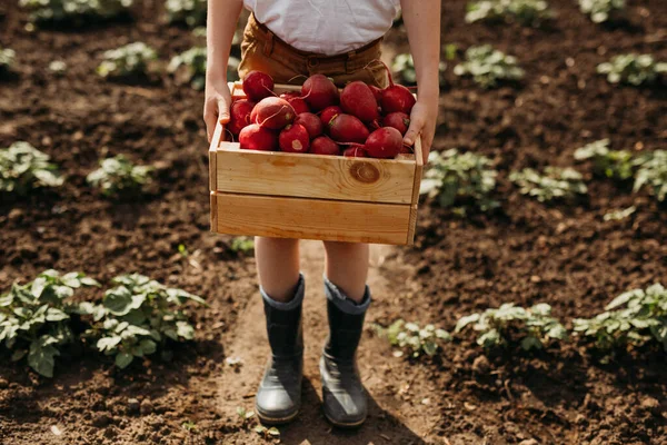 Bahçedeki turpların toplandığı bir kutunun içinde..