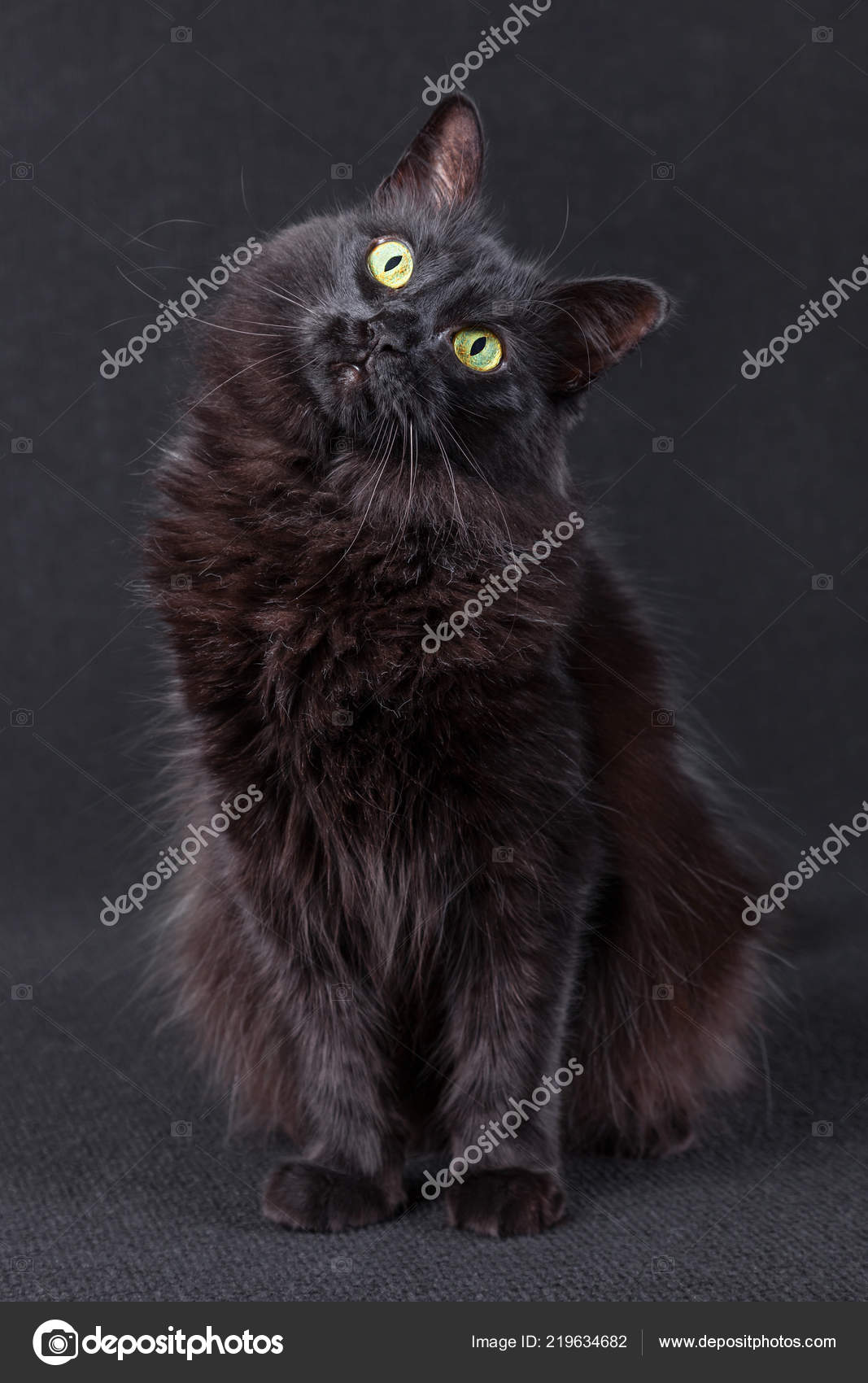 Černé ženy černá kočička