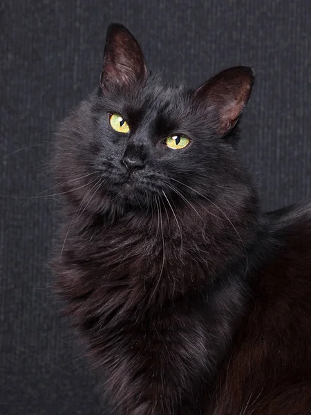 Гарненька Чорна Кішка Сидить Профілі Дивлячись Камеру Сонні Очі Темному — стокове фото