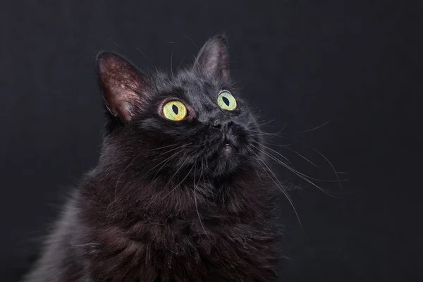 Portret Van Een Zwarte Kat Opzoeken Een Donkere Achtergrond Nieuwsgierig — Stockfoto