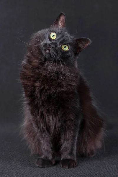 Schwarze Katze Sitzt Auf Einem Dunklen Hintergrund Und Wirkt Sehr — Stockfoto