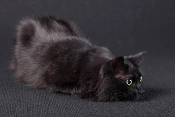 Verspielte Schwarze Katze Auf Dunklem Hintergrund Die Sich Jagdstellung Legt — Stockfoto