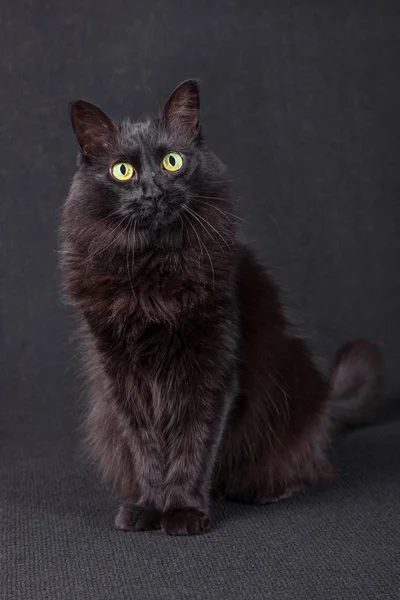 Niedliche Schwarze Katze Sitzt Schaut Neugierig Die Kamera Auf Dunklem — Stockfoto