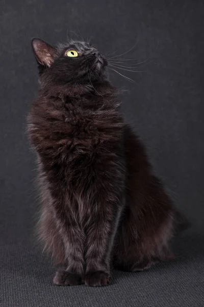 Black Cat Sitting Looking Acting Curious Focused Dark Background Long — Stock Photo, Image