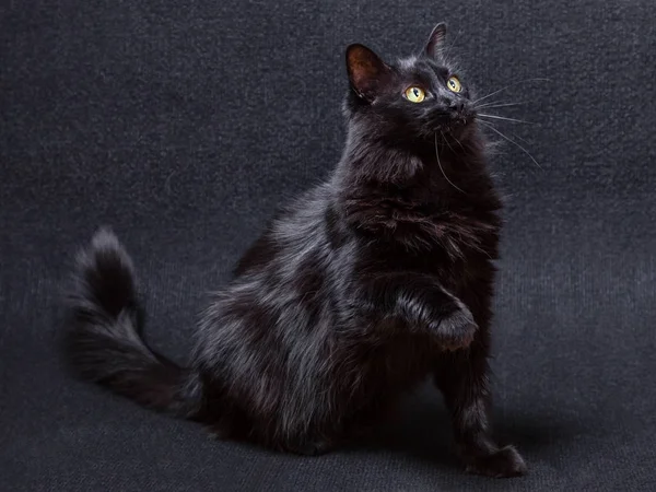 Gato Preto Brincalhão Curioso Fundo Escuro Sentado Olhando Para Cima — Fotografia de Stock