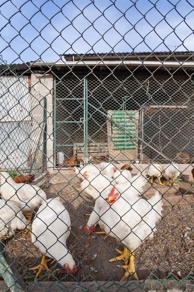 白鶏や鶏鶏小屋や鶏小屋の金網を通して見た中 — ストック写真