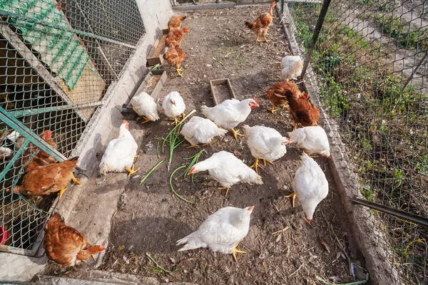 鶏や鶏小屋や田園地帯の鶏小屋の中の鶏 — ストック写真