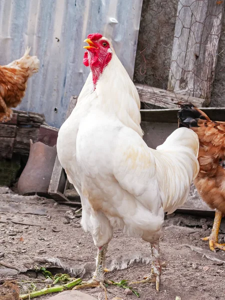 White Rooster Cock Chicken Hen Crowing Cackling Clucking Chicken Coop — Stock Photo, Image