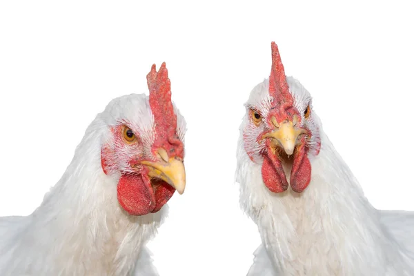 Retrato Dos Gallos Gallos Pollos Blancos Aislados Sobre Fondo Blanco — Foto de Stock