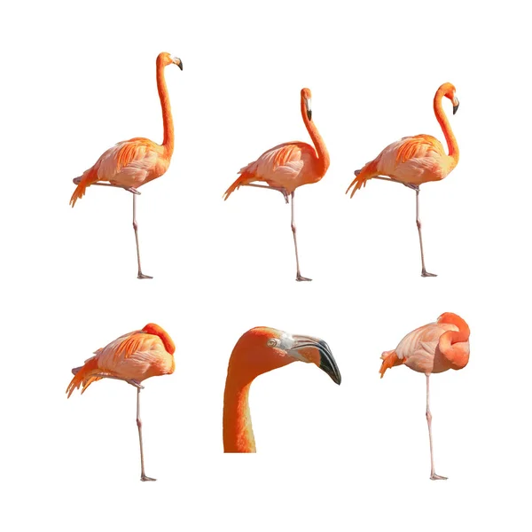 Große Flamingos Schlafen Ruhe Und Stehen Isoliert Auf Weißem Hintergrund — Stockfoto